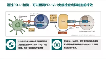 11-完整的敘述了PDL1的檢測方法.png