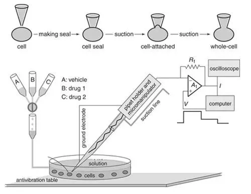 6-不同藥物作用機制研究.png