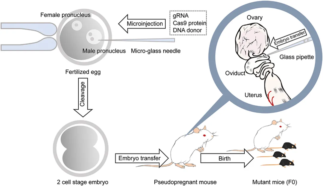 12-生成基因修飾小鼠.png