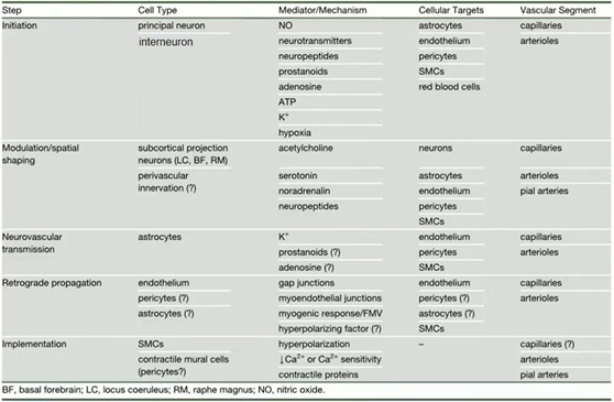 6-神經(jīng)血管耦連機(jī)制.jpg