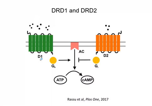 直播回顧 |「大成學堂」DA(VTA)→5-HT(DRN)神經環路調控神經厭食癥 