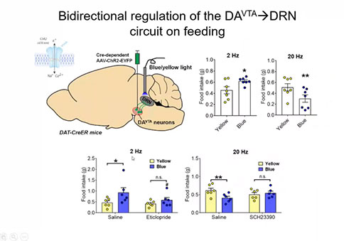 直播回顧 |「大成學堂」DA(VTA)→5-HT(DRN)神經環路調控神經厭食癥 