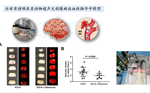 腦血管疾病動物模型領域有哪些創新技術？