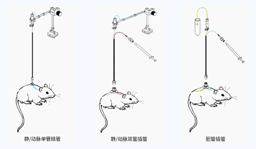 瑞沃德小動物頸靜脈插管采血及給藥培訓班報名火熱開啟