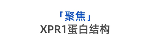 揭示細胞外排磷酸鹽機制，探索人體磷酸鹽轉運深層機密——Nature一作顏芮