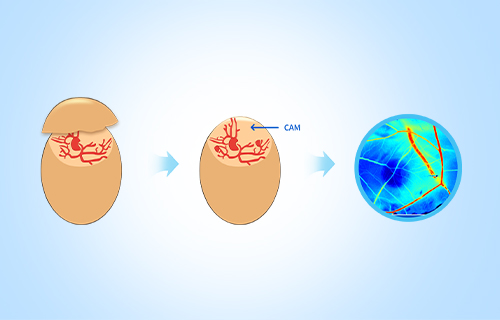 雞胚尿囊膜微血管