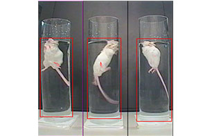 強迫游泳和懸尾實驗的活動量監(jiān)測