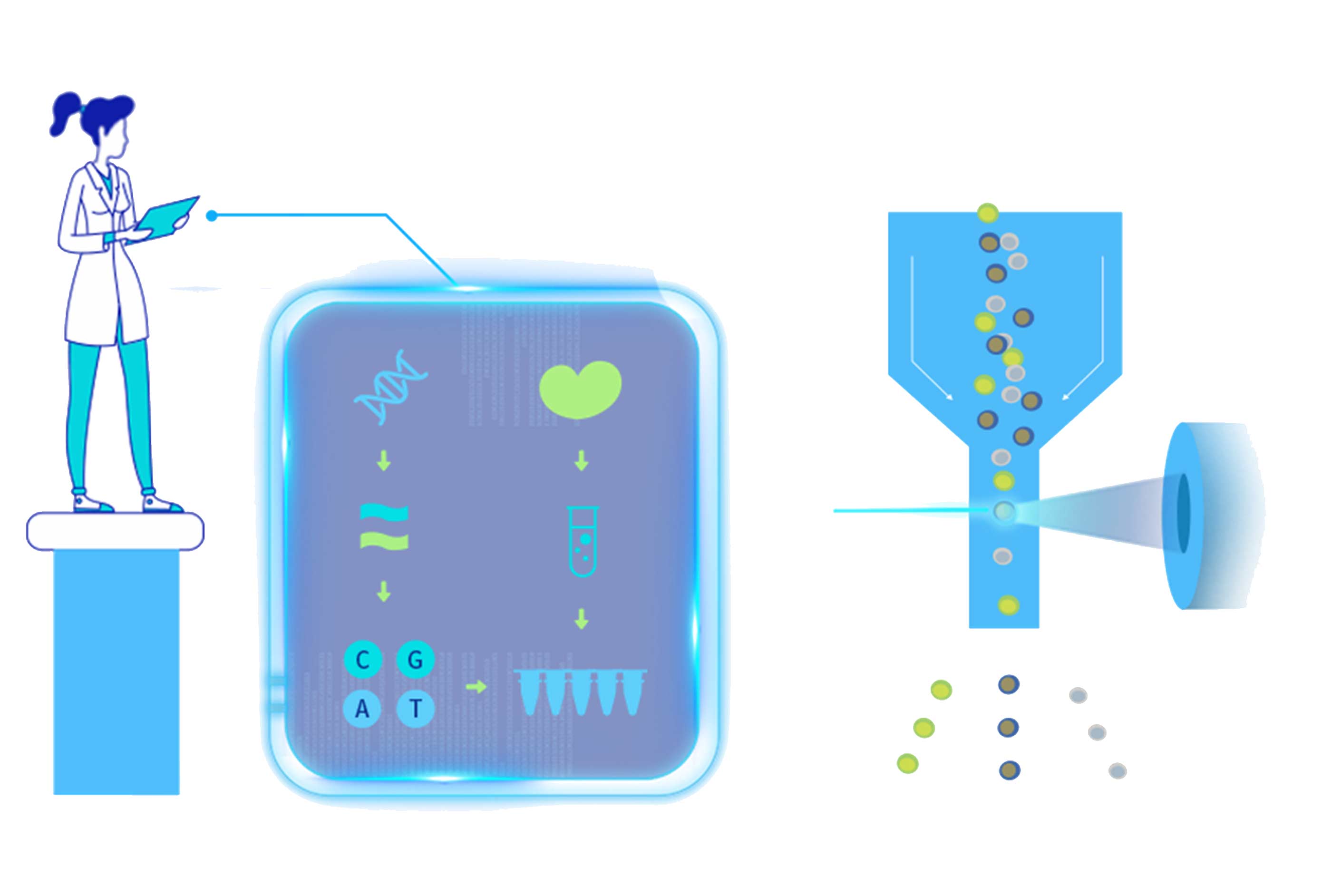 細(xì)胞分子機(jī)制探究