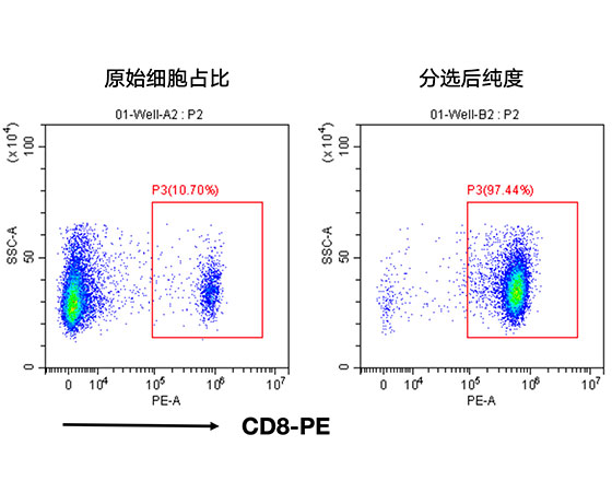 分選小鼠脾臟中的CD8+ T細(xì)胞