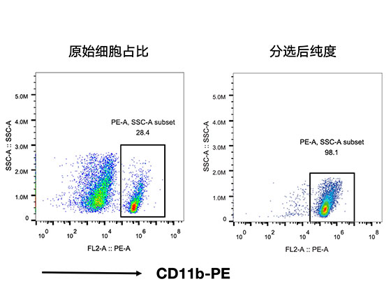 CD11b+小膠質細胞分選試劑盒