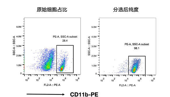 CD11b+小膠質細胞分選試劑盒