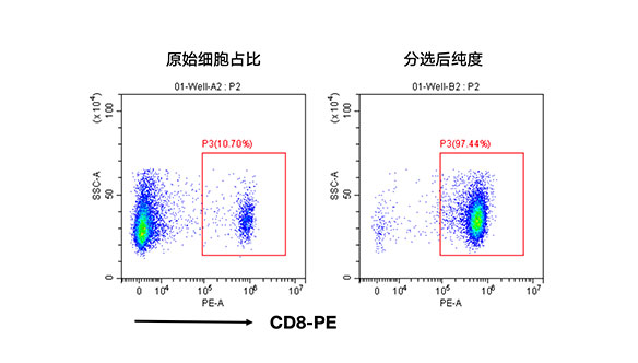 小鼠CD8+細(xì)胞分選試劑盒