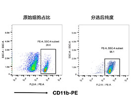 CD11b+小膠質細胞分選試劑盒